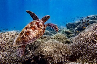 海底遨游的海龟