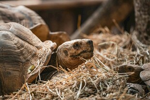 栖息于干草中的乌龟