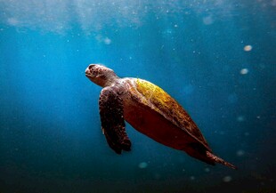 深海中游弋的绿海龟