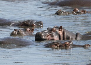 水中嬉戏的河马群