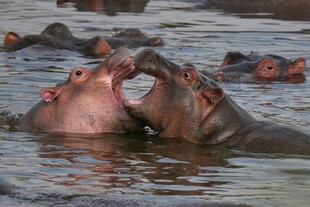 水中河马亲昵互动场景