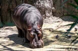 动物园里低头觅食的河马
