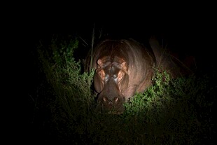 黑暗中探出头的神秘动物
