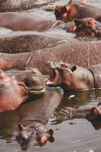 河马群聚水中嬉戏