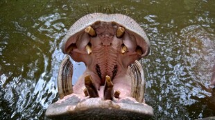 张嘴的河马在水中