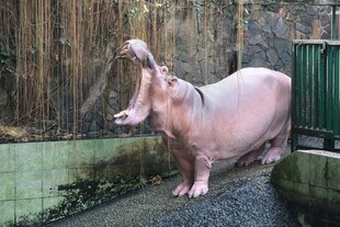 粉色河马雕塑立于户外