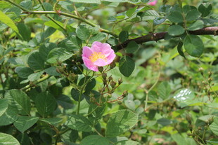 野蔷薇
