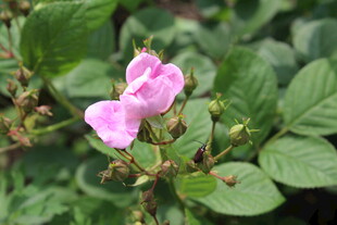 野蔷薇
