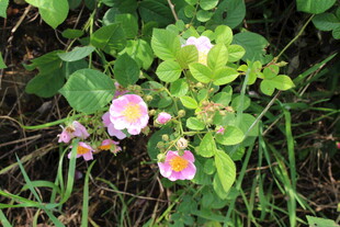 野蔷薇