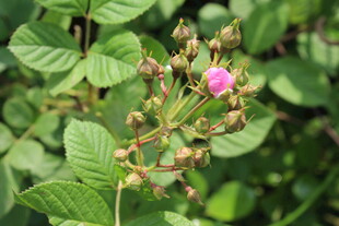 野蔷薇