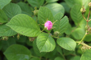 野蔷薇