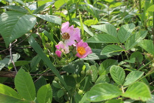 野蔷薇