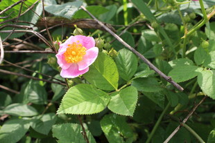 野蔷薇