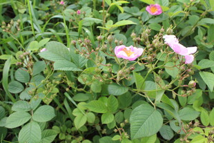 野蔷薇 