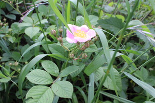野蔷薇