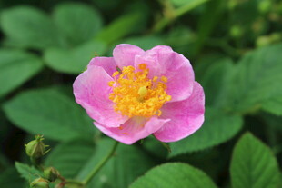 野蔷薇