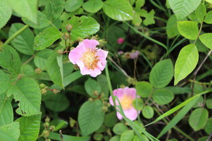 野蔷薇