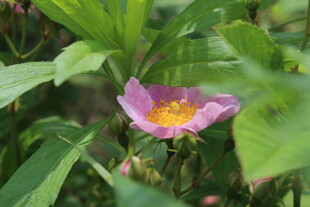 野蔷薇