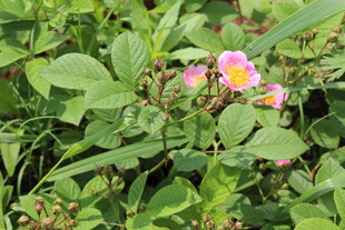 野蔷薇