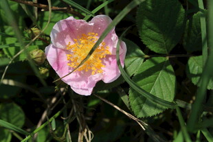 野蔷薇