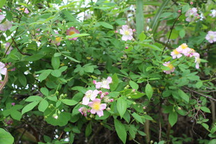 野蔷薇