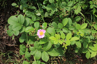 野蔷薇