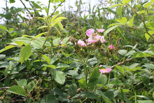 野蔷薇