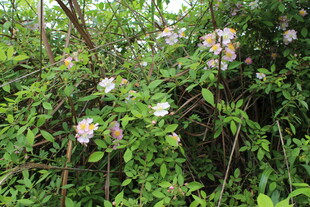 野蔷薇