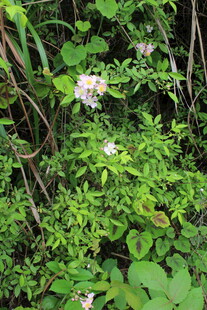 野蔷薇