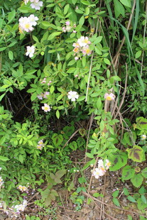 野蔷薇