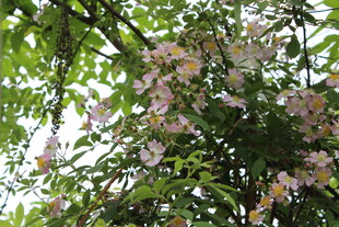 野蔷薇