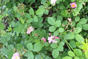 野蔷薇