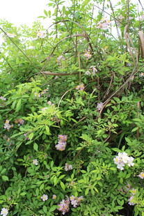 野蔷薇