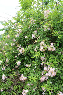 野蔷薇