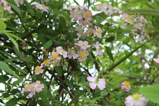 野蔷薇