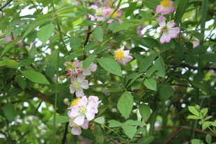野蔷薇