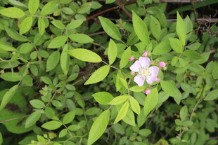 野蔷薇