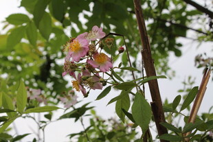 野蔷薇