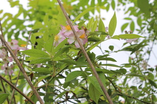 野蔷薇