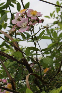 野蔷薇