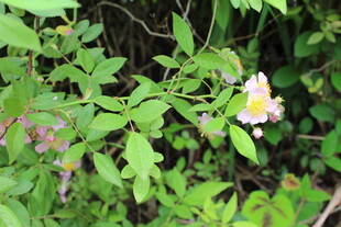 野蔷薇