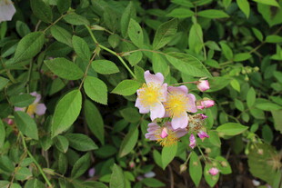 野蔷薇