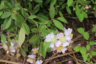 野蔷薇