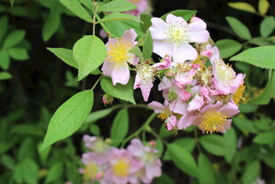 野蔷薇