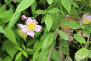 野蔷薇