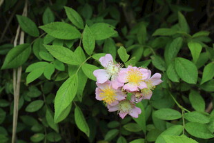 野蔷薇