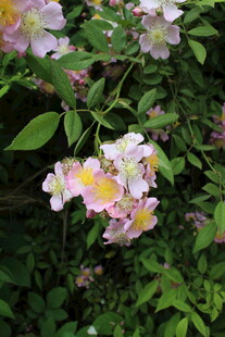 野蔷薇