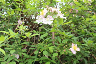 野蔷薇