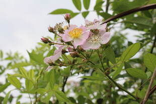 野蔷薇