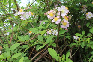 野蔷薇
